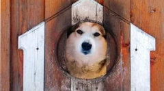 Bolje, da se izoliramo pepe